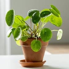 Pilea Peperomioides